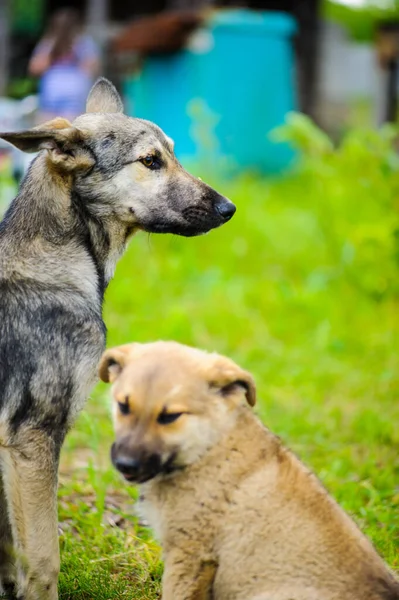 Pequeño lindo cachorro perro — Foto de Stock