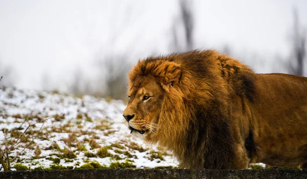 Mooie machtige Lion — Stockfoto