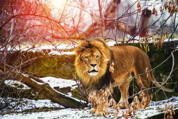 Belle Lion Puissant courant vers sa lionne — Photo