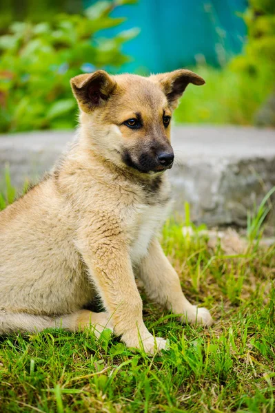 Pequeño lindo cachorro perro — Foto de Stock