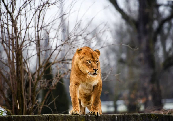 Красиві могутній левиця — стокове фото