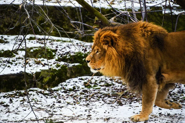 Schöner mächtiger Löwe — Stockfoto