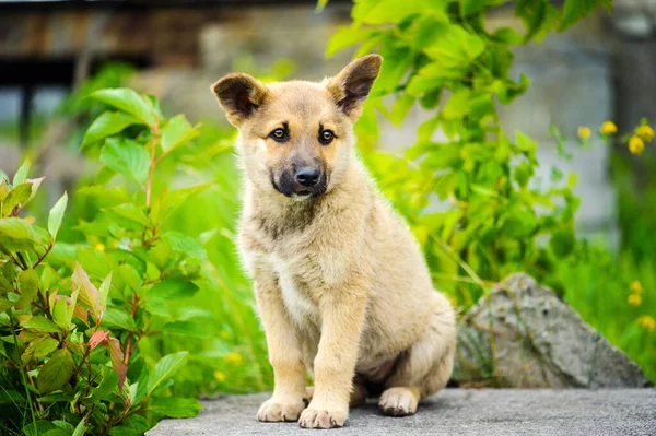 Pequeño lindo cachorro perro —  Fotos de Stock