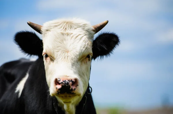 Cow grazing on a green field — Stock Photo, Image