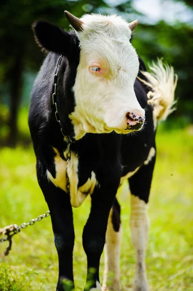 Vaca pastando em um campo verde — Fotografia de Stock