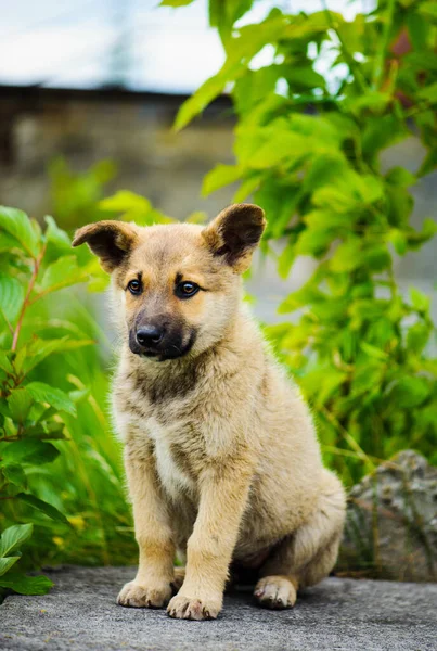 Pequeno cachorro bonito cão — Fotografia de Stock