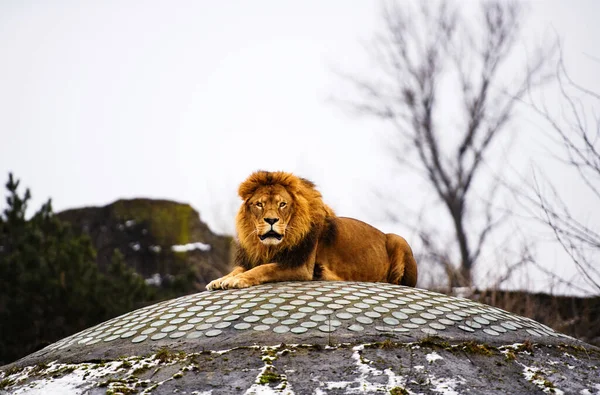 Gyönyörű, hatalmas oroszlán. — Stock Fotó