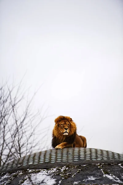 Bellissimo Leone possente . — Foto Stock