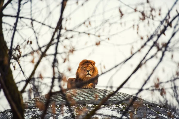 Schöner mächtiger Löwe — Stockfoto