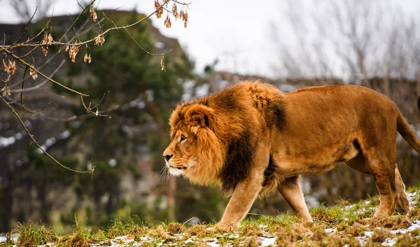 Beautiful Mighty Lion. — Stock Photo, Image