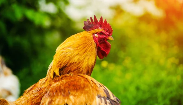 Poulet dans une ferme — Photo