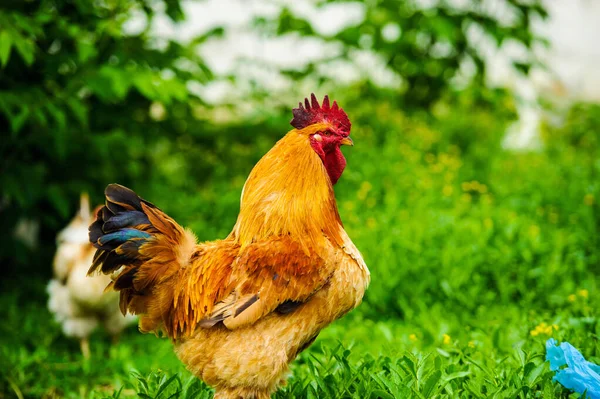 Hen on a farm — Zdjęcie stockowe