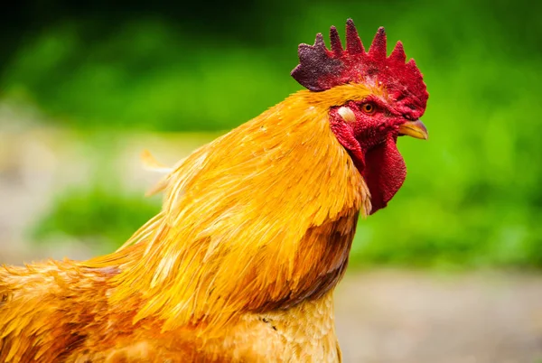 Chicken on a farm — Stock Photo, Image