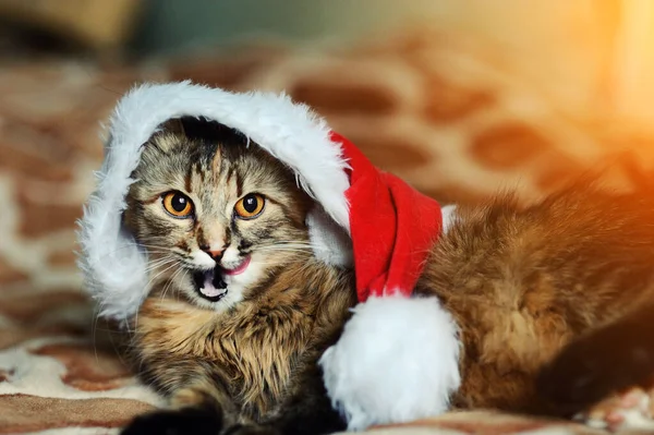 Kerstmis kat in rood Kerstman hoed — Stockfoto