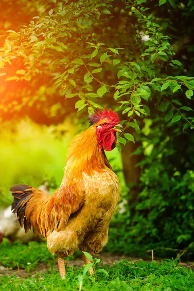 Frango em uma fazenda — Fotografia de Stock