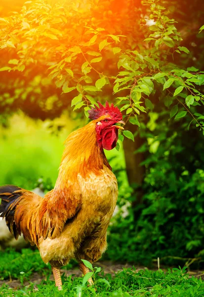 Frango em uma fazenda — Fotografia de Stock