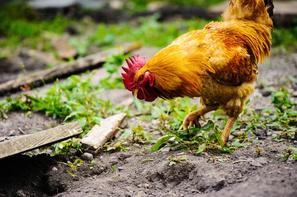 Frango em uma fazenda — Fotografia de Stock