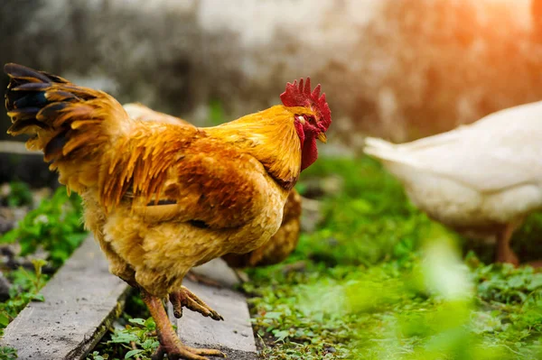 Kuře na farmě — Stock fotografie