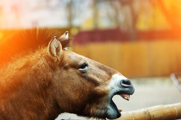 Vacker Häst Dag Tid Skjuten — Stockfoto