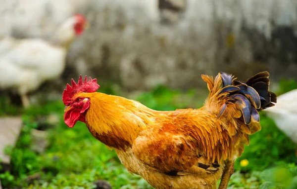 Hühner auf einem Bauernhof — Stockfoto