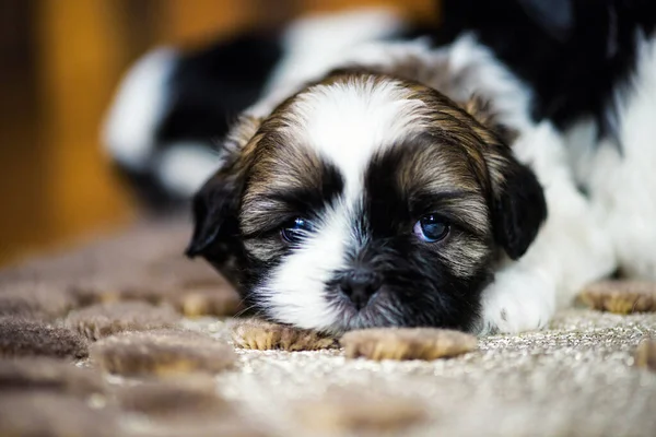 Cute puppy lying on the carpet — Stock Photo, Image