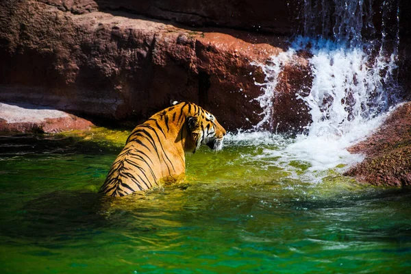 Schönes Tigertier Hintergrund Stockbild