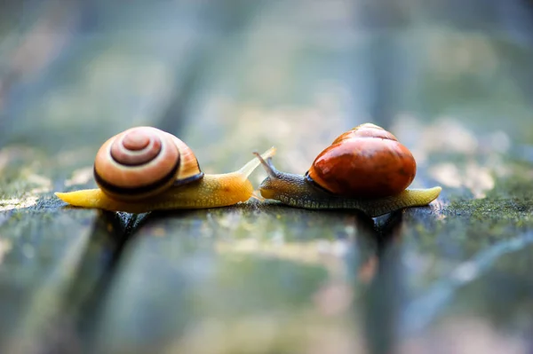 Deux escargots se déplaçant dans des directions opposées, une vieille surface en bois Photo De Stock