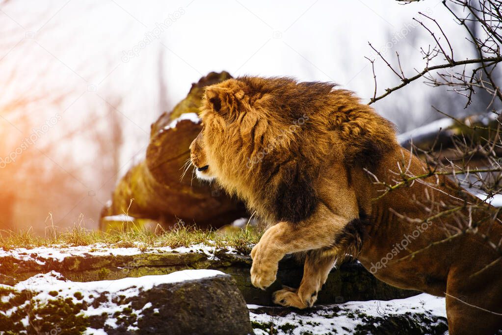 Beautiful Mighty Lion.