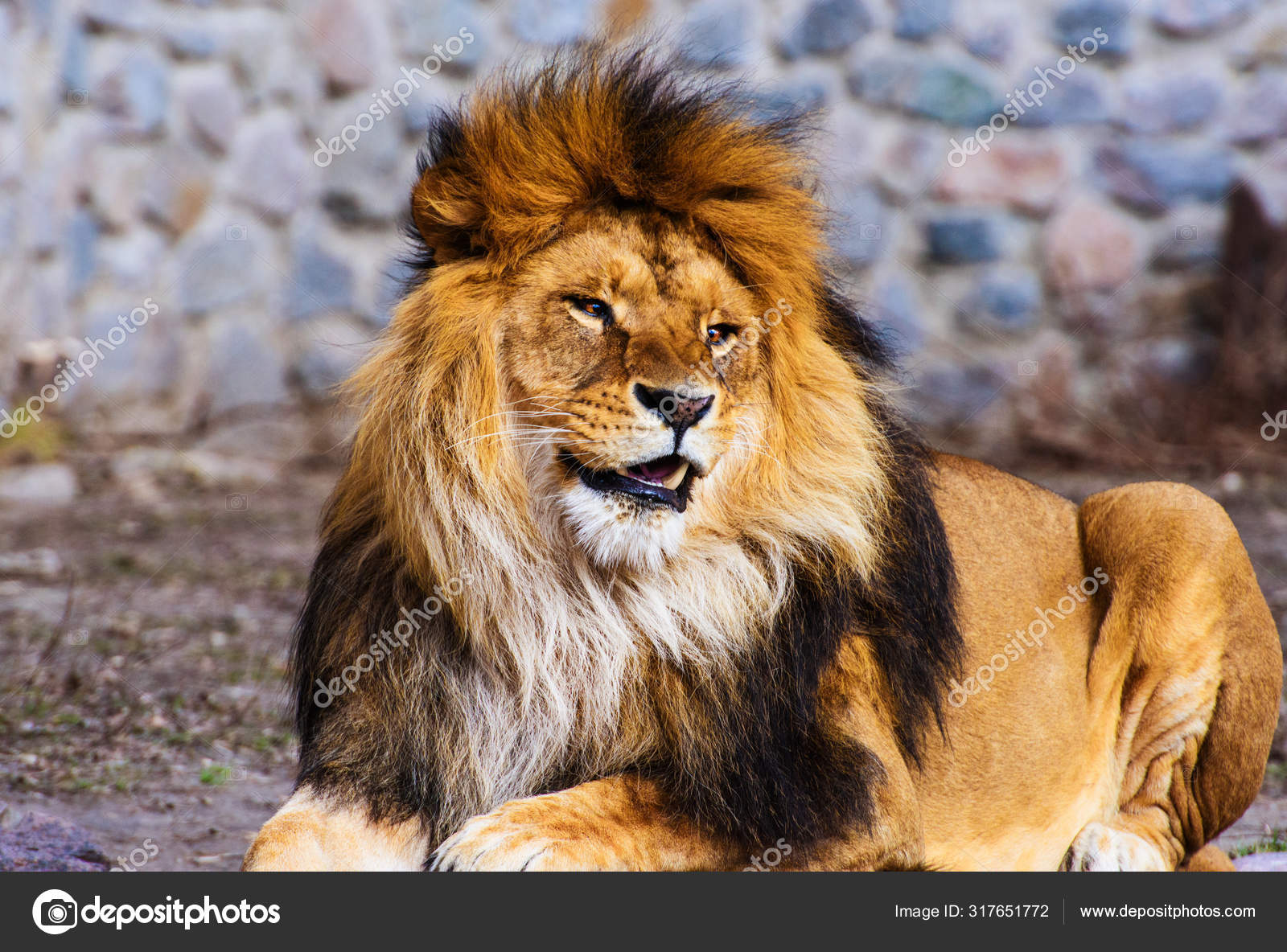 Cute Adorable Lion Selective Focus Stock Photo by ©yulia-zl18 ...