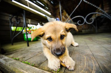 Küçük şirin bir köpek yavrusunun portresi.