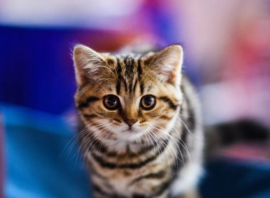 Yeşil gözlü tatlı kedi