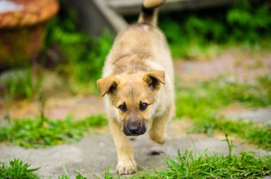Küçük şirin bir köpek yavrusunun portresi.