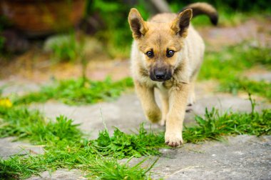 köpek yavrusu mutlu bir bahçe ile yumuşak ve sarkık kulakları yalak çalışıyor