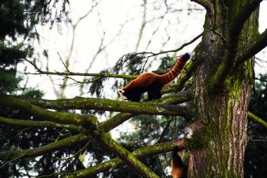 Red Panda (Ailurus fulgens portresi )