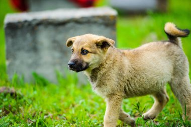 köpek yavrusu mutlu bir bahçe ile yumuşak ve sarkık kulakları yalak çalışıyor
