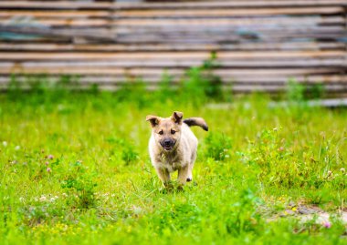 köpek yavrusu mutlu bir bahçe ile yumuşak ve sarkık kulakları yalak çalışıyor