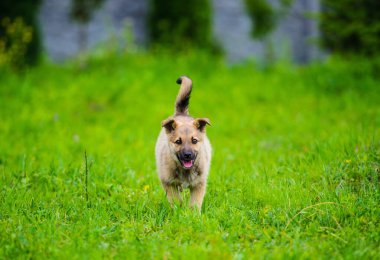 köpek yavrusu mutlu bir bahçe ile yumuşak ve sarkık kulakları yalak çalışıyor