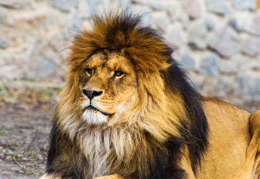 Güzel güçlü aslan