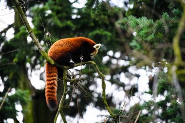 Red Panda (Ailurus fulgens portresi )