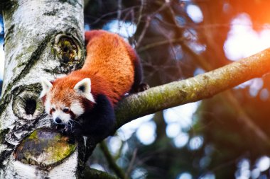 Red Panda (Ailurus fulgens portresi )