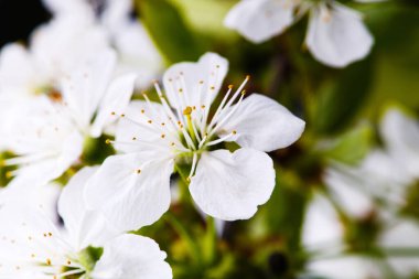 elma çiçeği ağaçta, bahar zamanı