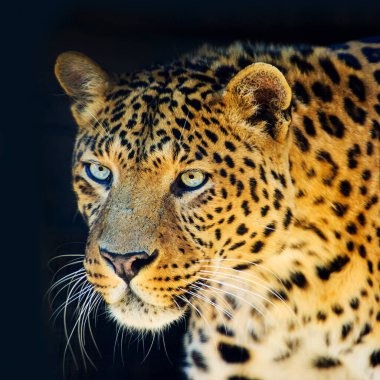 siyah arka plan üzerine izole leopar