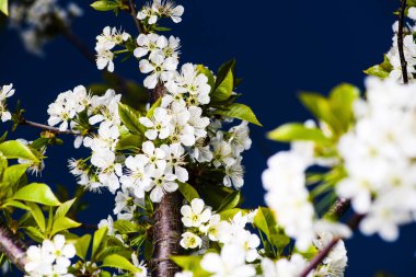 elma çiçeği ağaçta, bahar zamanı