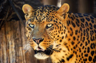 güzel bir leopar portresi