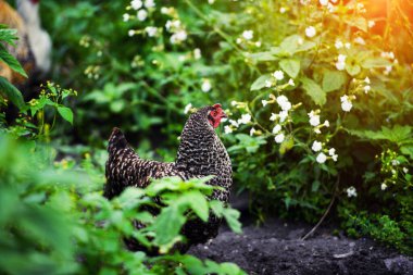 bir çiftlikte tavuk