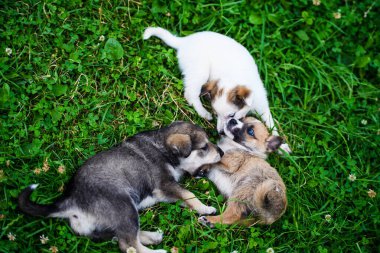Yeşil çimenlerin üzerinde oynayan yavru