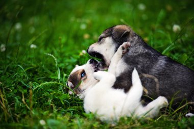 Yeşil çimenlerin üzerinde oynayan yavru