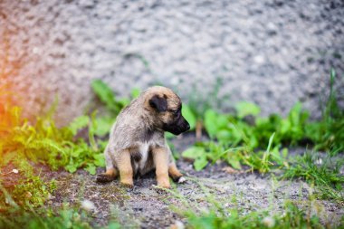 Yeşil çimenlerin üzerinde oynayan yavru