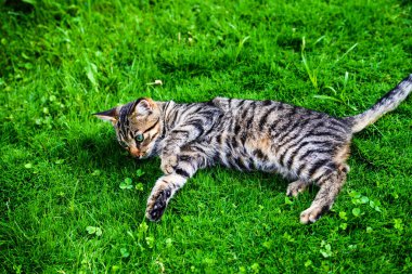 Yeşil çimenlerin üzerinde tatlı kedi