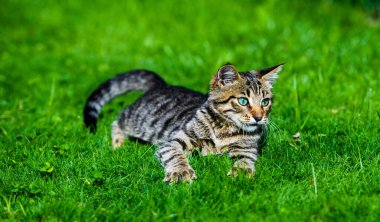 Yeşil çimenlerin üzerinde tatlı kedi
